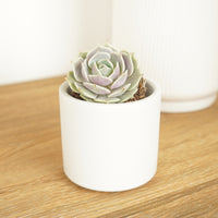 A stunning Echeveria 'Elise' succulent houseplant with a distinct rose style. Great for gifting and undeniably elegant!