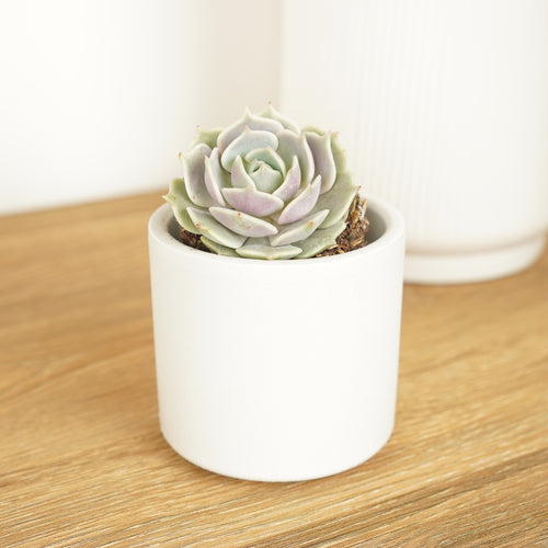 Echeveria | Elsie