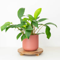 An Emerald Gem Queen of Hearts plants, sitting in a beautiful red ceramic pot, atop a round wooden stand.