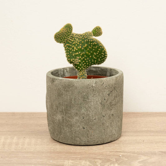 Emerald Idol Cactus | Opuntia Cylindrica Cristata | Indoor Cactus Plants