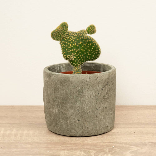 Emerald Idol Cactus | Cristata