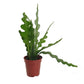 Fishbone Cactus