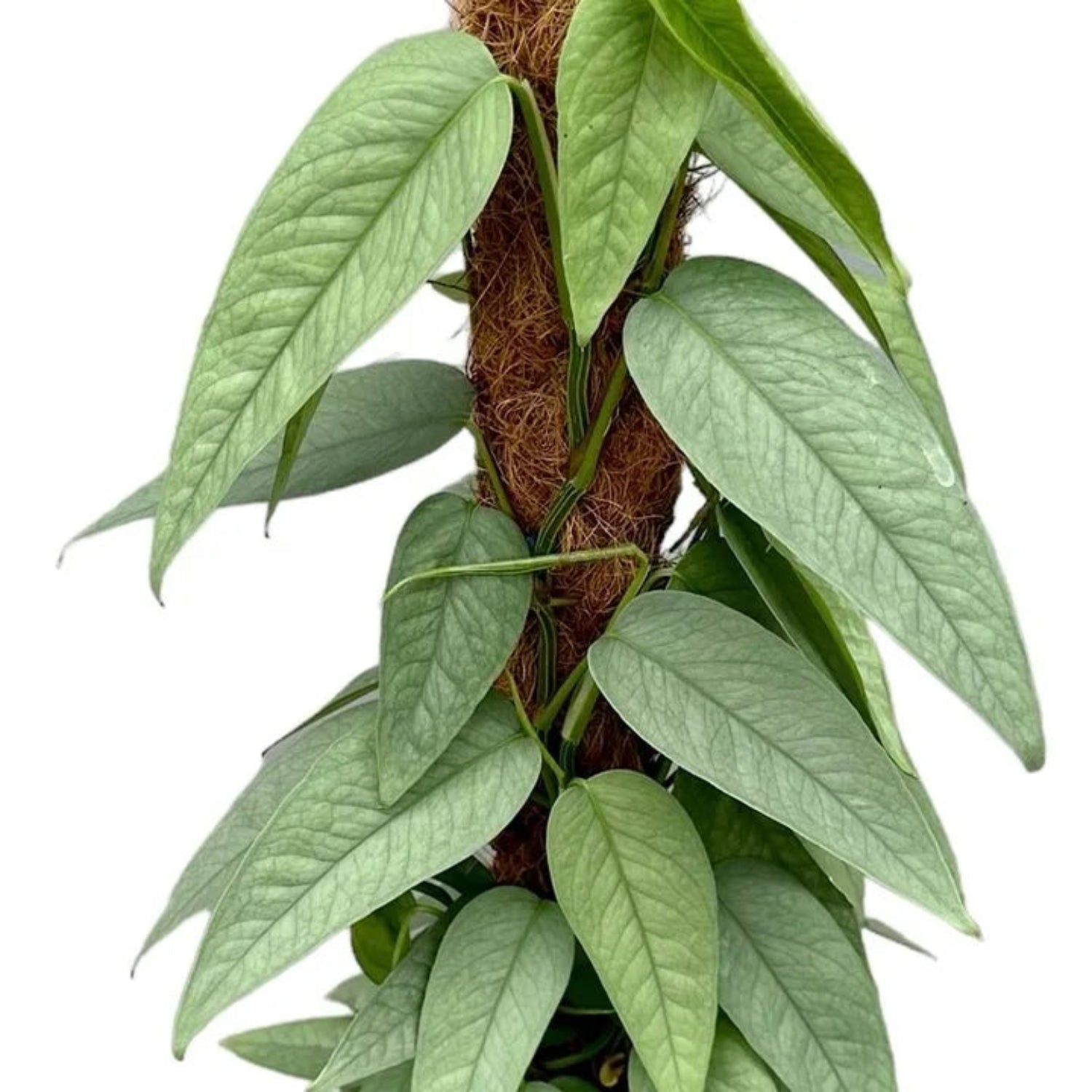 cebu blue philodendron for sale Blue Pothos