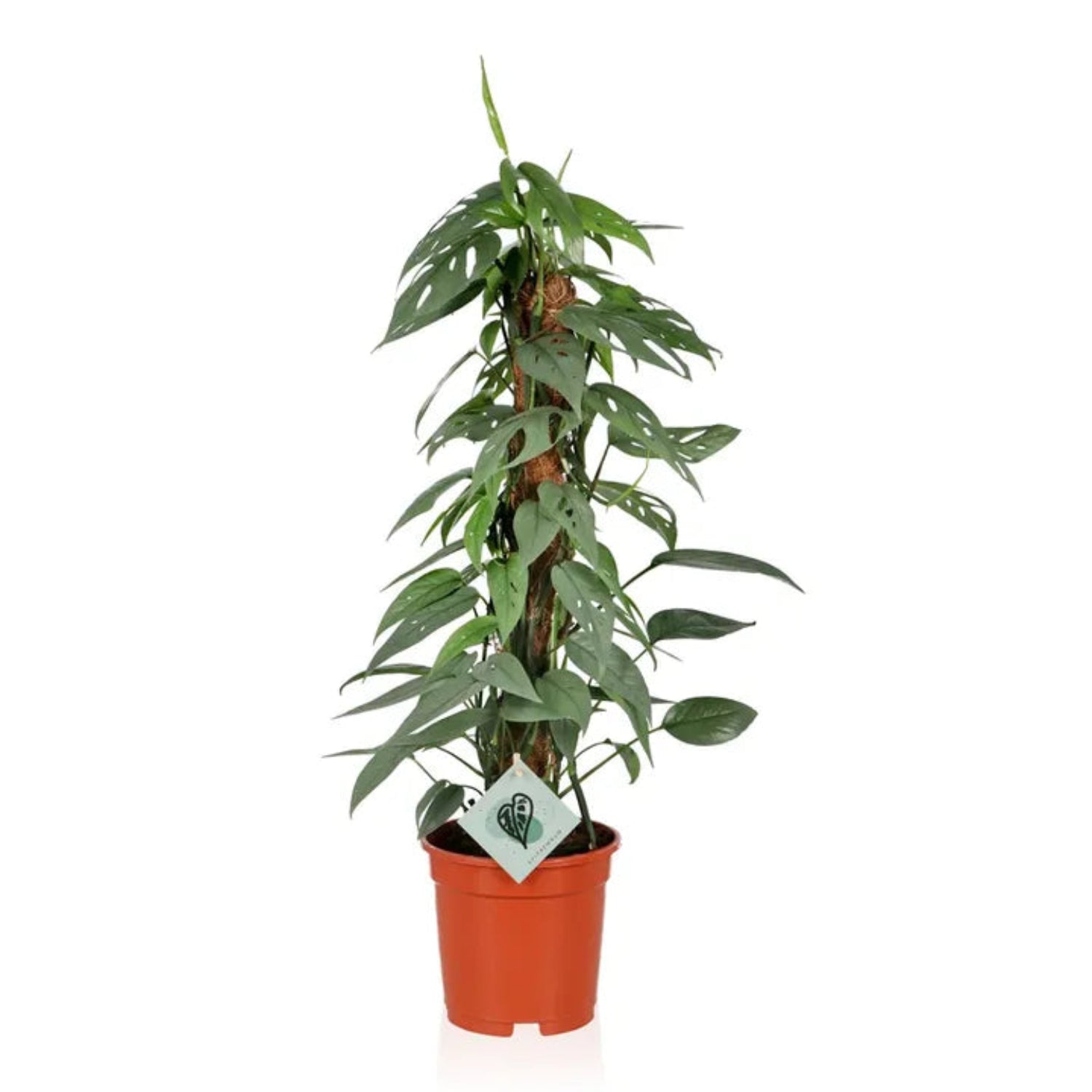 Blue Pothos | Cebu Blue