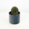 A stunning limited edition speciality cactus from our growing friends - pick one up whilst stocks last! Available at www.houseplant.co.uk