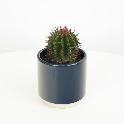 Cactus | Limited Edition