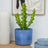 Perfect Plants for Under £50