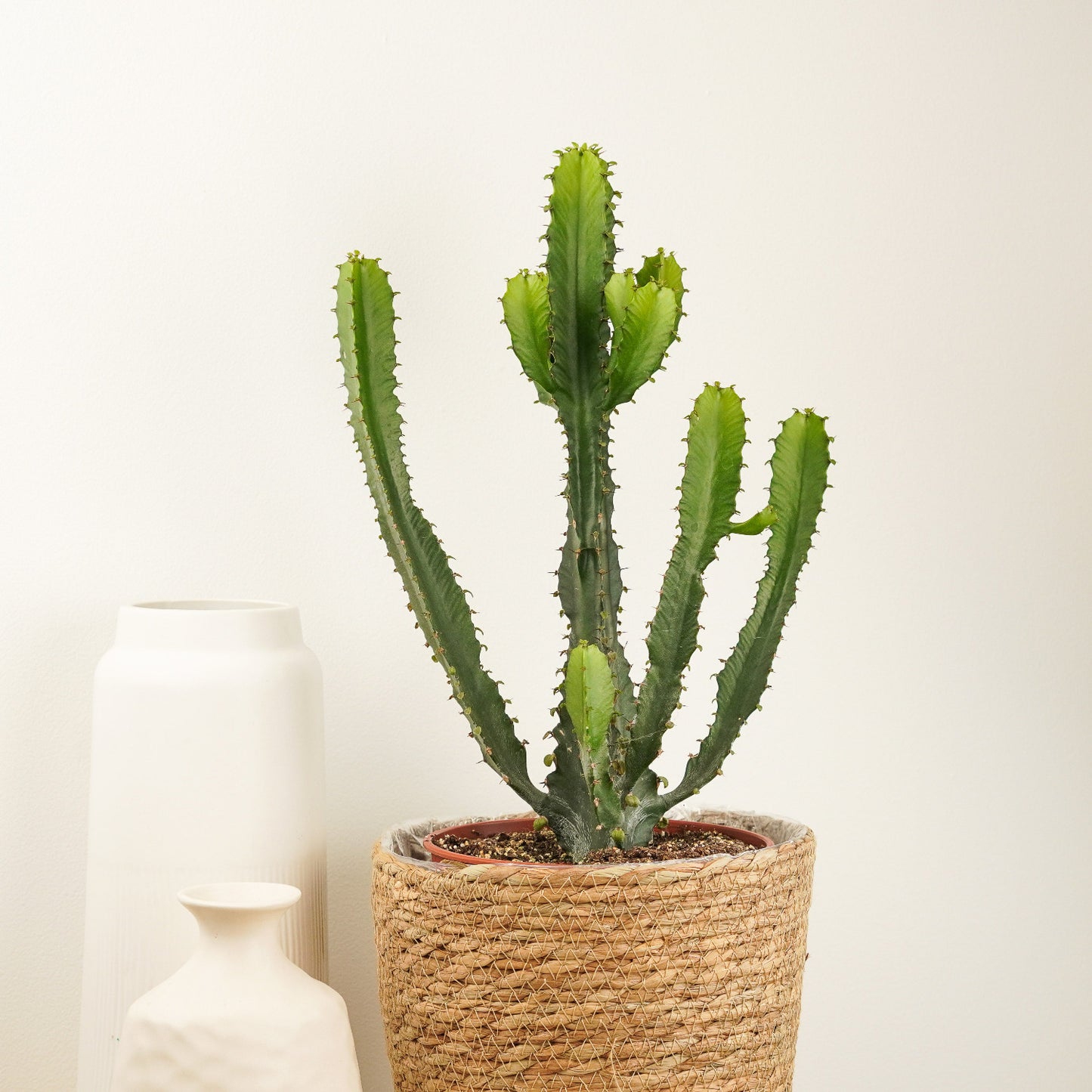 triangle leaf succulent Triangle Cactus