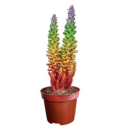 Eves Pin Cactus | Rainbow