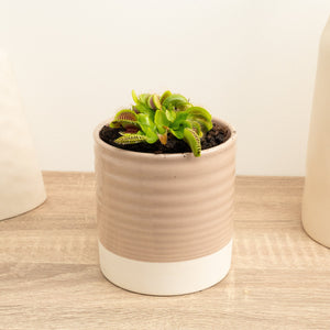 Venus Fly Trap - Indoor Plant
