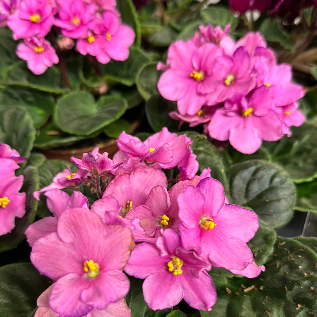 African Violet | Pink