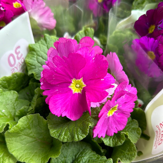 Primula | Touch-me Cerise | Plant Gift Sets & Gift Ideas