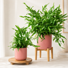Kangaroo Fern