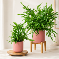 Kangaroo Fern