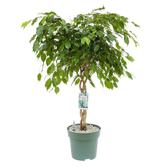 Twisted Weeping Fig | Exotica | Potted Houseplants
