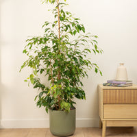 A stunning Weeping Fig 'Danielle King Mix' tropical houseplant in a cosy Lisbon Sage Green decorative pot (sold separately.)  