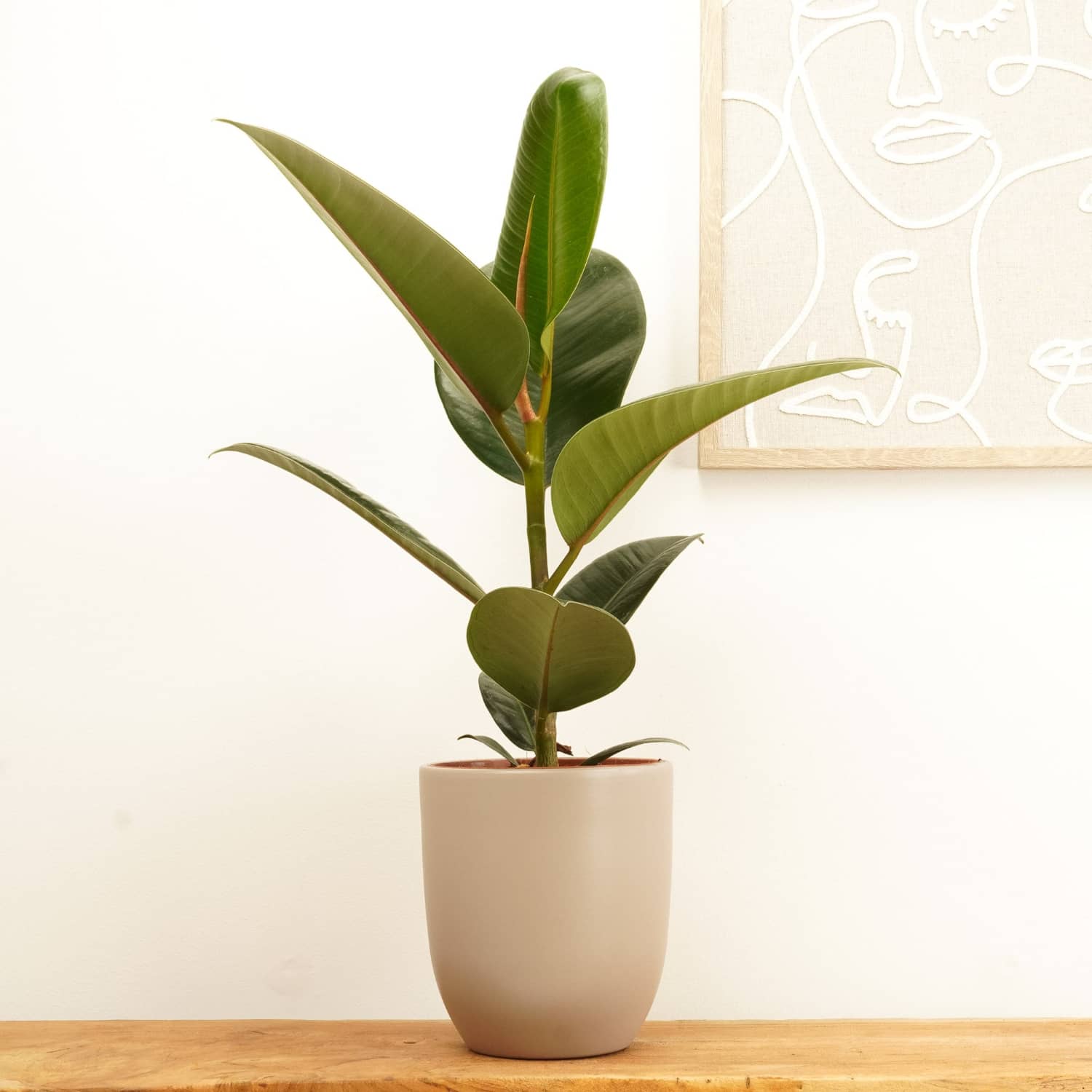rubber plant indoor Rubber Plant | Robusta