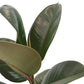 Rubber Plant | Robusta