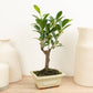 Ficus Retusa | Bonsai