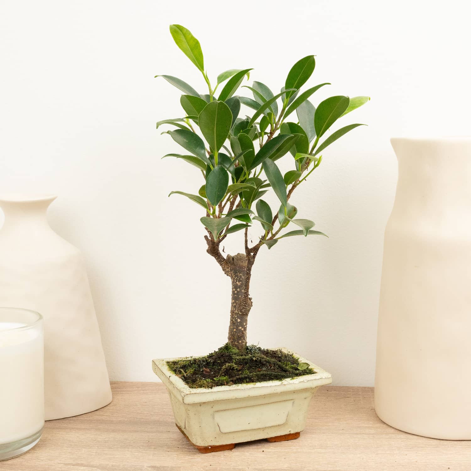 Ficus Retusa | Bonsai