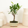 A stunning Ficus Retusa in a cosy rectangular ceramic pot. Best identified through its distinct foliage and woody stem(s), they are great for gifting, air-purifying and sure to inspire! 