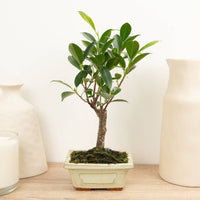 A stunning Ficus Retusa in a cosy rectangular ceramic pot. Best identified through its distinct foliage and woody stem(s), they are great for gifting, air-purifying and sure to inspire! 