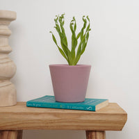 A capitvating Cyrtanthus Spiralis, also known as the Fire Lily, best identified through its vibrant green corkscrew-esque leaves. This variety is shown in a pink ceramic decorative pot sold separately. 