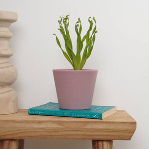 Fire Lily - Indoor Plant