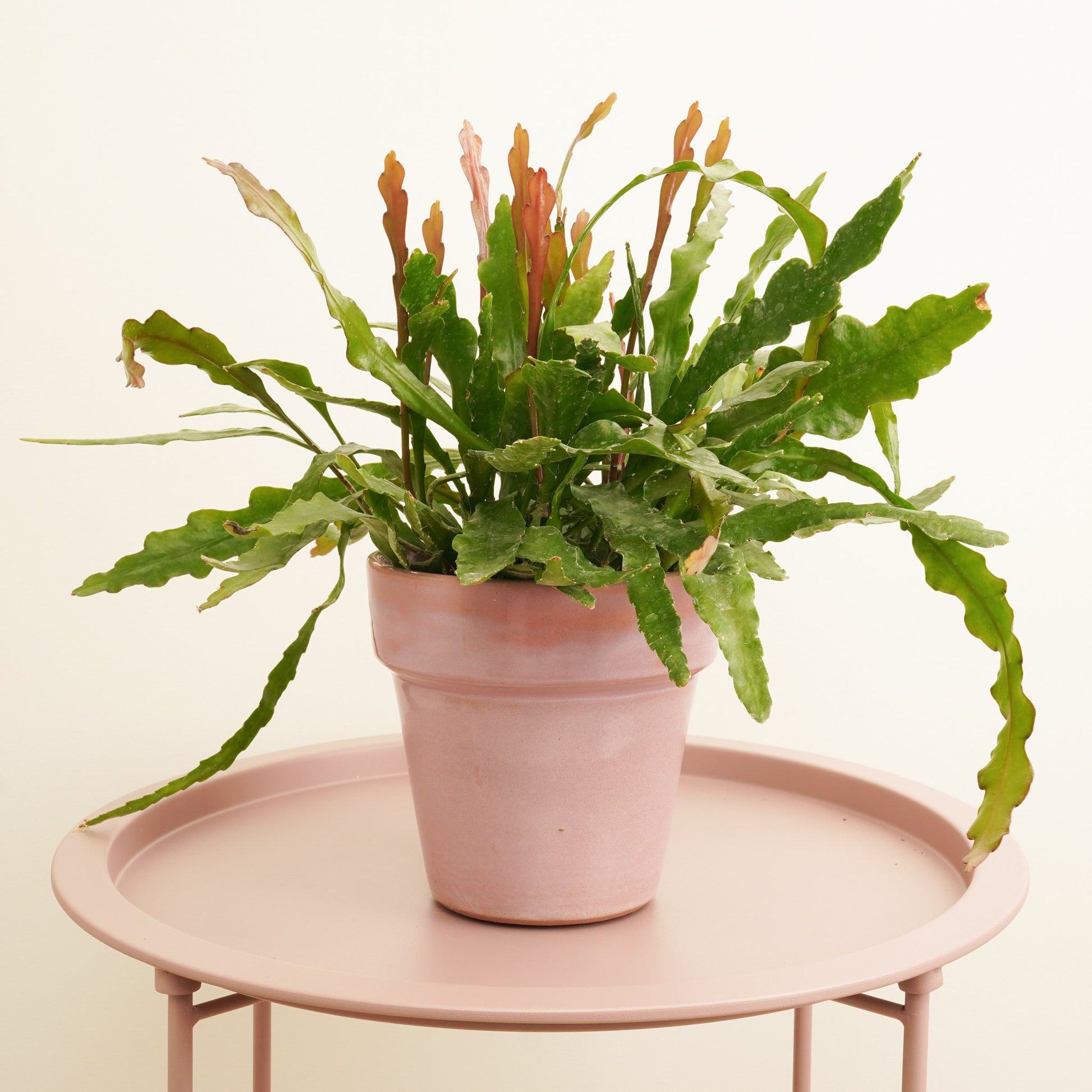 fish bone succulent Fishbone Cactus | Fire