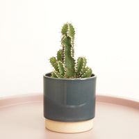 A captivating Fishbone Thistle Cactus with spiked, green columns.