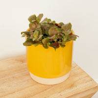 An inspiring 'Black Star' Nerve Plant in a cosy yellow 'Eno' decorative ceramic pot which can be purchased separately from our store. This variety is admired for its distinct red vein patterns on its emerald green foliage. A must-have if you're looking to start or build upon your very own indoor jungle!