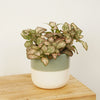 A captivating 'Pink Star' Nerve Plant, admired for its incredible vein patterned foliage and pink-green colours. This plant is shown in a two tone green-white ceramic decorative pot which can be purchased separately from our store whilst stocks last.