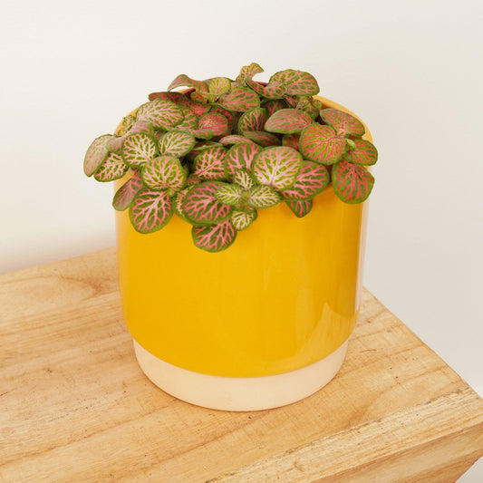Nerve Plant | Red Veins | Flowering Plants