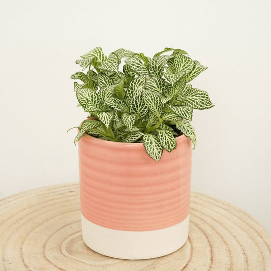 Nerve Plant | White Angel | Small Plants & Tot Pots