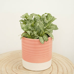 Nerve Plant | White Angel - Indoor Plant