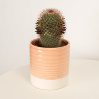 A captivating Flame Cactus in a cosy ceramic cream-white pot sold separately. This variety is best admired for its distinct bulb appearance, vibrant spines and superb ease of care. Great for gifting and ideal for beginners!