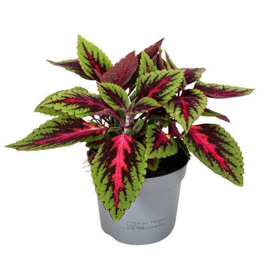 Flame Nettle | Main Street Ruby Road | Potted Houseplants