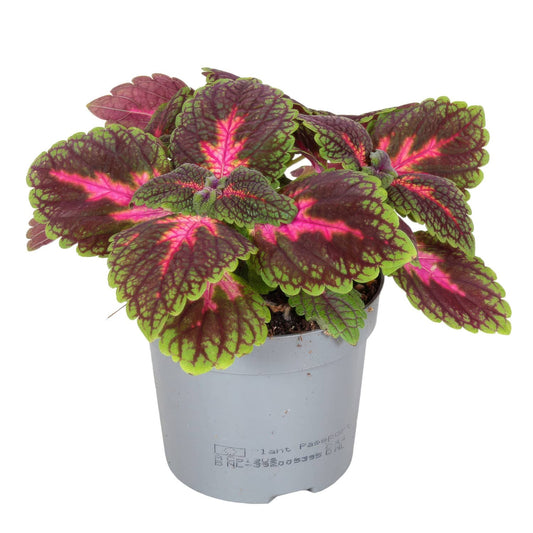 Flame Nettle | Park Avenue | Potted Houseplants