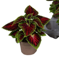 A stunning 'Urban Spacecake' Flame Nettle - best identified through its captivating vibrant green-red leaves, easy care & undeniably tropical aura! Great for gifting and superb for beginners, these are a must-have if you're looking to start a collection! 