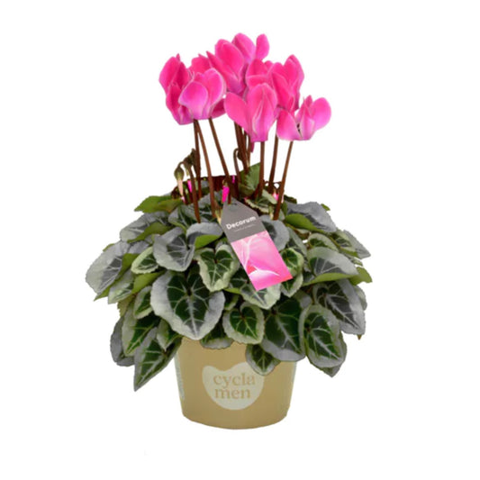 Cyclamen | Flamed Rose Pink | 