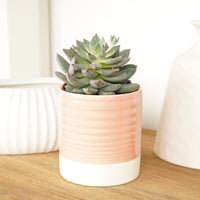 A lovely 'Florence' Tropical Indoor Succulent Echeveria in a cosy decorative pot - sold separately.