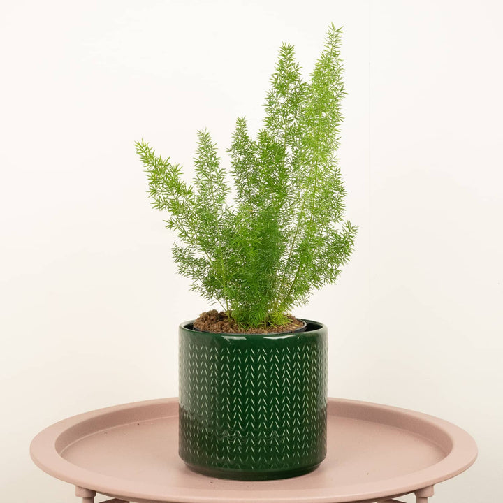 Foxtail Fern