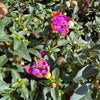 Fuchsia Tropical Outdoor Patio Plant Bundle - available at www.houseplant.co.uk whilst stocks last. Exact colour and variety may vary.
