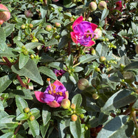 Fuchsia Tropical Outdoor Patio Plant Bundle - available at www.houseplant.co.uk whilst stocks last. Exact colour and variety may vary.