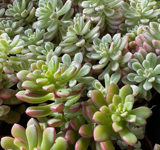 Sedum | Pink | Indoor Succulent Plants
