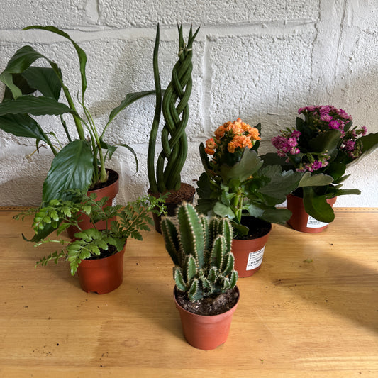 Rescue Me! Box 5 | Perfect Plants for Under £50