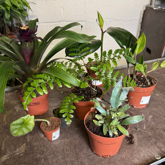 Rescue Me! Box 7 | Perfect Plants for Under £50