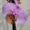 Phalaenopsis Orchid | Leopink