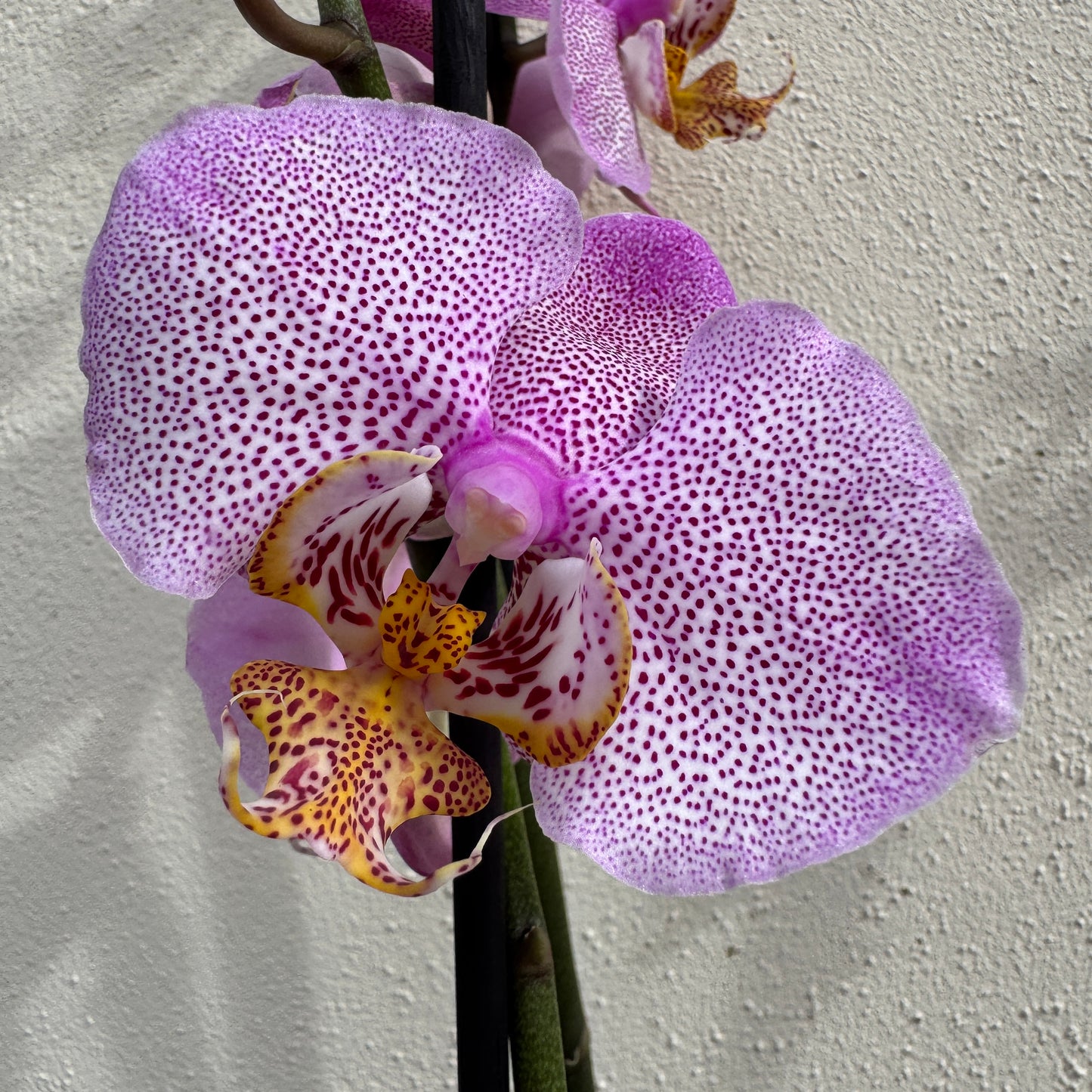 Phalaenopsis Orchid | Leopink