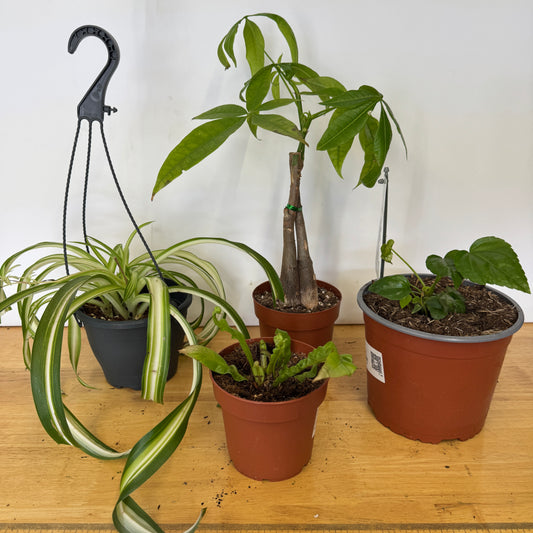 Rescue Me! Box S | Clearance Plants